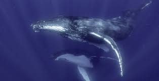 It is the home for a large back library of content from disney, both tv shows and movies. All The New Shows And Movies Coming To Disney Plus This Weekend Curated