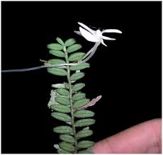 Image result for Aeranthes africana