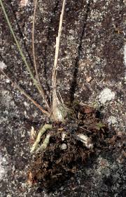 Image result for Polystachya songaniensis