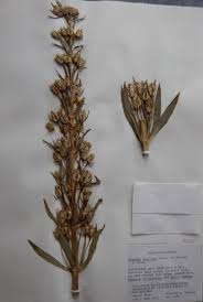 Image result for Swertia