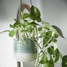 Kapkrusbar Plantenhanger Grijsgroen 12 Cm Ikea Blumenampeln Topfblumen Pflanztopfe Gross