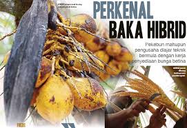 Program road to agro tourism 5. Perkenal Baka Hibrid Pressreader