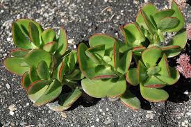Image result for kalanchoe thyrsiflora