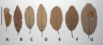 Image result for Monotes magnificus