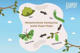 Metamorfosis sempurna ditandai dengan perubahan bentuk tubuh pada serangga dengan perbedaan yang sangat terlihat antara fase larva dan fase imago (dewasa). Pertumbuhan Dan Perkembangan Pada Hewan Biologi Kelas 12