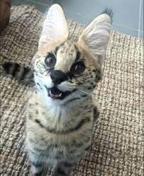 Smiling Savannah Cat Savannah Kitten Cat Breeder Savannah Cat