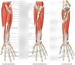 Start studying muscles of the forearm. Forearm Muscles Diagram Diagram Quizlet