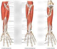 Muscles that participate in the same action, such as flexing the forearm, are actually partitioned off within the body into compartments by a tendinous sheathing called the intermuscular septum. Forearm Muscles Diagram Diagram Quizlet