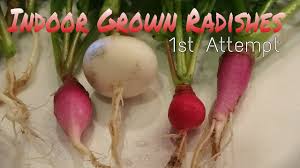 Water the plant when the soil feels dry. Growing Radishes Indoors With Harvest Youtube