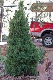 How To Plant Your Christmas Tree In Your Yard Christmas Tree Plant Trees To Plant Christmas Tree Outside