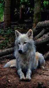 White Wolf Predator Animal Beautiful Wolves Wolf Photos Animals Beautiful