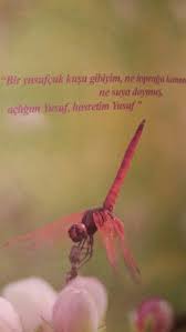 Siir Kusu