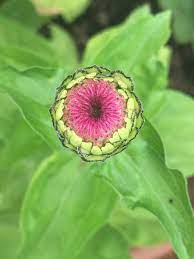 Cosmo Bud Plants Garden Cosmos