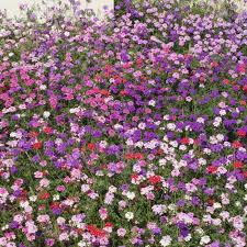 Image result for Verbena × teasii