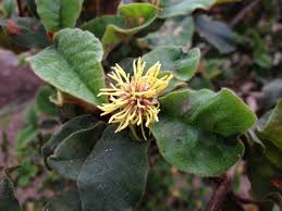 Image result for Trichocladus ellipticus