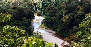 Image result for Helixanthera schizocalyx