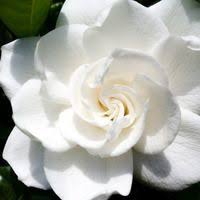 Gardenia Jasminoides Aimee Cape Jasmine Aimee Aimee Cape Jasmine Cape Jessamine Aimee Gardenia Jasminoide Fragrant Flowers Gardenia Plant Jasmine Plant
