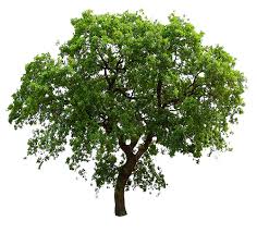 Arbre Detoure Arbres Photoshop Photoshop Arbre Png
