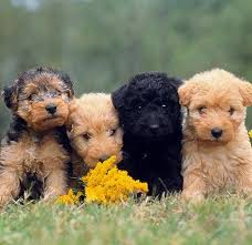 See more ideas about puppies, teacup puppies, cute teacup puppies. How To Spot A Puppy Scam Online American Kennel Club