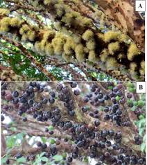 Image result for Vernonia fractiflexa