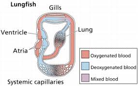 4 (2 ventricle and 2 atrium) what are some bird adaptations for flight? Circulatory Systems