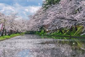 Gambar animasi bergerak bunga sakura gugur download now dian yang tak kunjung padam aneka animasi bunga sakura bergerak download now gambar kartun pohon sakura bestkartun download now koleksi dp bbm bergerak bunga sakura kumpulan gambar meme lucu download now hewan lucu 2016 animasi bergerak bunga sakura berguguran images download now gudang. Panduan Bunga Sakura Ragam Bunga Japan Travel