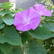 Only 'wild' harvested seeds should be eaten (morning glory is a common weed in a lot of places), since packaged seeds are coated with a preservative that is highly toxic. Morning Glory Seeds Pink Ipomoea Flower Seed