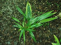 Image result for Chlorophytum zingiberastrum
