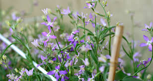 Check spelling or type a new query. How To Create A Magical Moon Garden In Your Backyard Farmers Almanac