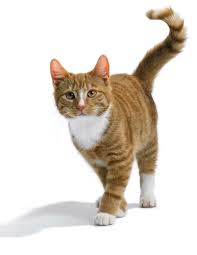 Beautiful cat on a white blanket, light from the window. Cat Walk Cat Advertising Tabby Cat Cute Cats Cat Pose