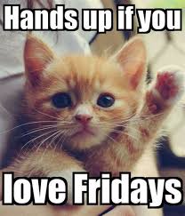 It's kind of a big deal. Its Friday Cat Memes