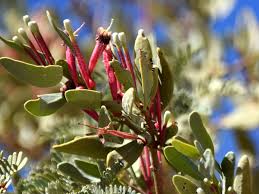 Image result for Tapinanthus oleifolius