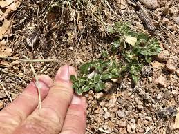 Image result for Guilleminea densa