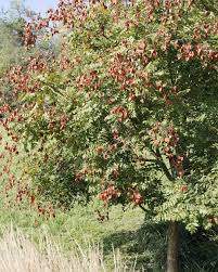 Robuster Blasenbaum Blasenbaum Vorgarten Pflanzen Pflanzen