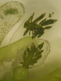 Image result for Isoglossa membranacea