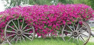 Les Vieilles Charrettes D Antan Fleurissent Le Jardin Jardins Idees De Jardin Fleur Bacs De Jardin
