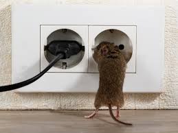 If you do not have one on hand, but. Covid Complicates But Doesn T Eliminate The Need For Pest Control Seasonal Pests The Chicagoland Cooperator The Condo Hoa Co Op Monthly