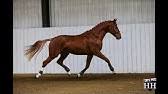 By the legendary showjumping stallion cornet obolensky. Cobra 18 Stallion Youtube