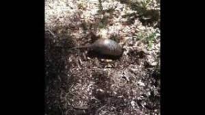 Check spelling or type a new query. How To Get Rid Of Armadillos Keep Them Away Neverpest