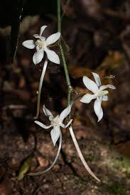Image result for Aerangis appendiculata
