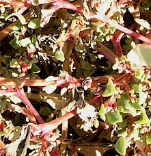 Image result for Trianthema