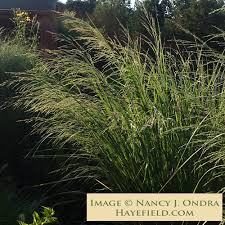 Image result for Panicum pansum