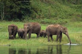 The indian elephants are wonderfully maintained in this sanctum. Elephant Facts Animal Facts Encyclopedia