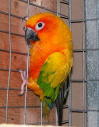 Bird And Pet Clinic Of Roseville Hours Sun Conure What It S Like To Work At A Pet Store Parrot Wallpaper Sun Conure Conure Parrots