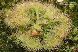 Image result for Drosera natalensis