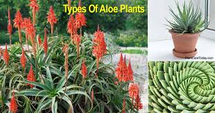 Aloe vera is a beneficial plant to grow in or outside your home. 18 Different Types Of Aloe Plants With Pictures
