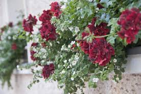 Las plantas colgantes son muy decorativas, tanto para. Plantas Ideales Para Balcones Vix