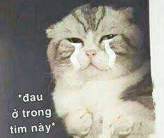 ảnh mèo troll