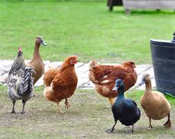 Can Chickens And Ducks Live Together Backyard Poultry