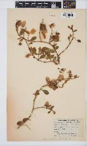 Image result for Zygophyllum leucocladum